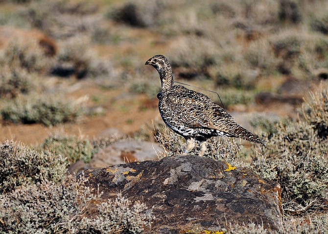 A female bi-state sage grouse in Nevada on March 10, 2010.