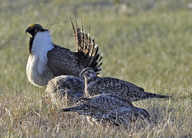 A bi-state sage grouse, rear, struts for a female at a lek, or mating ground, near Bridgeport, Calif., on March 1, 2010.