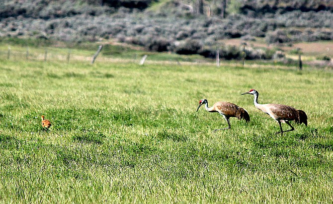 A sandhill crane family makes its way across a Ranch No. 1 field east of Genoa.