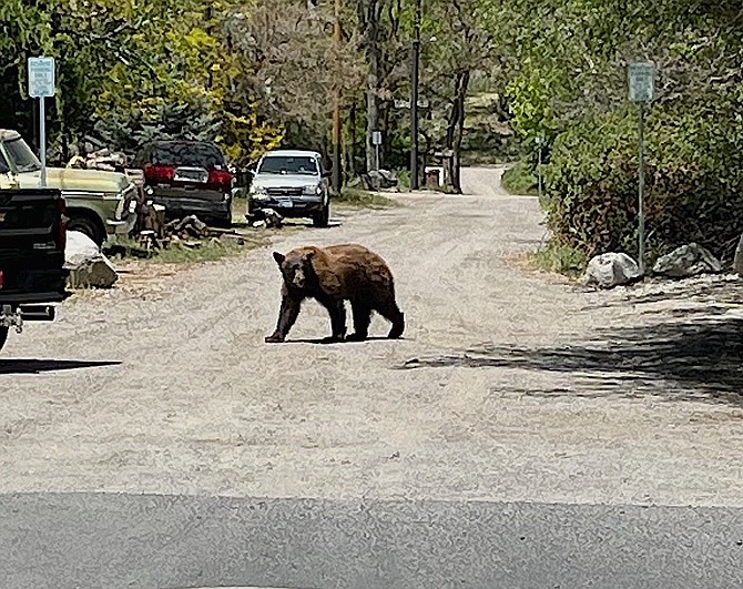 A bear ambles across Mill Street in Genoa around lunchtime on Monday in this photo taken by Town Board member Steve Shively