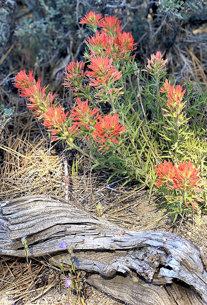 Some prairie-fire blooms along the Jobs Peak Trail in this photo taken by Katherine Replogle.
