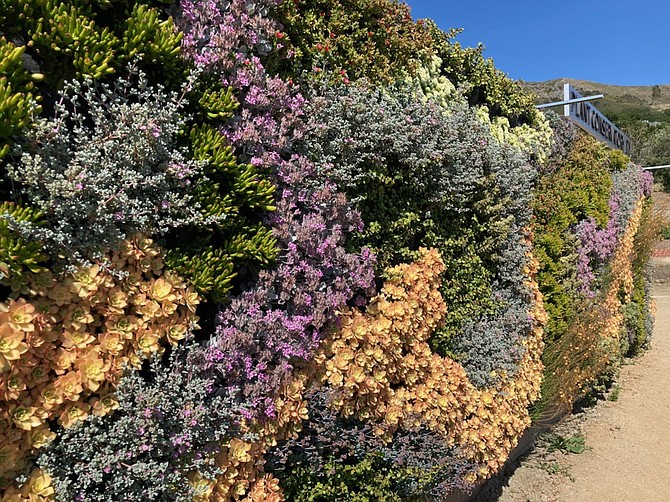 The benefits of a living wall, according to Habitat Horticulture, are cooling, extra insulation, reduction of energy costs and decreased carbon emissions.