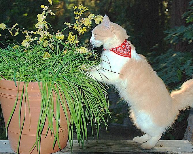 Tim Berube's cat Mr. Kitty sports a bandana as he checks out the grass.