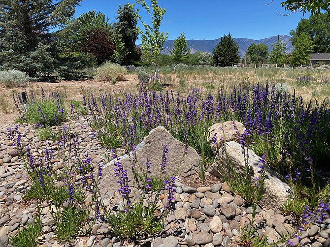 Clusters of Rocky Mountain Penstemon thriving in the Carson Valley.