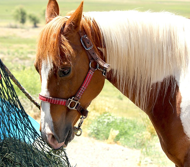 11-year-old Whisky enjoys a lunch of hay along Jacks Valley Road near Ascuagua's ponds just after noon today. Pony Express Re-Rider Andreas Rickenbach was early for the ride to give Whisky some exercise. The rider was reported in downtown Carson City at 12:23 p.m. and is running a bit early.