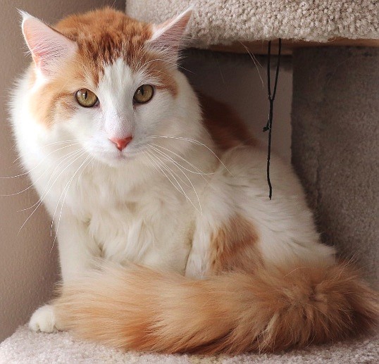 Hemi is a handsome three-year-old longhaired orange and white male. His coat is gorgeous and he has exceptional markings. Hemi is a big friendly guy! He loves attention and people, but he is not a dog lover. Hemi is looking for the perfect place to curl up and settle in. Do you have room for a big, friendly roommate? Come out and meet him; you’ll fall in love.