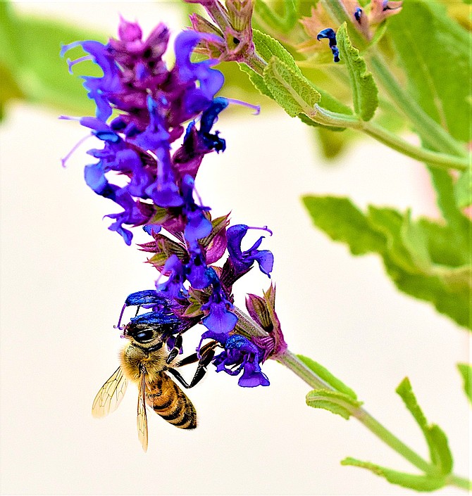 In honor of the final week of Pollinator Month, we're publishing Tim Berube's photo of a bee hard at work in his garden. "My Garden of a Thousand Bees” will be shown 7 p.m. Friday at Carson Valley United Methodist Church.