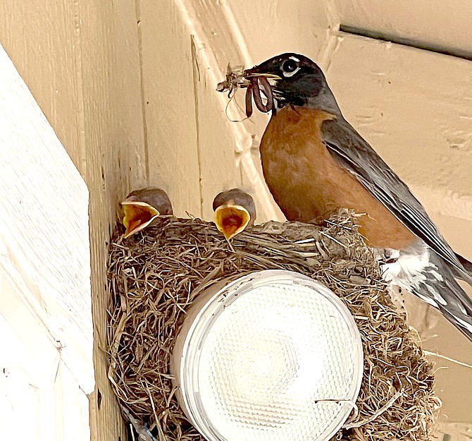 Indian Hills resident Vicky Derner-Lufrano captured this photo of a bird family breakfast.