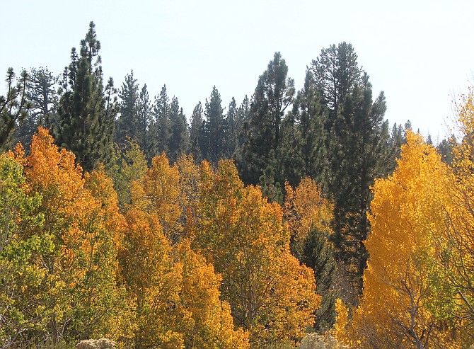 Hope Valley aspens' golden leaves draw visitors to Alpine County every fall.