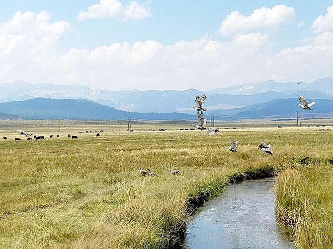 Wildlife and cattle co-exist in Mono County's Long Valley, located south of Mono Lake.