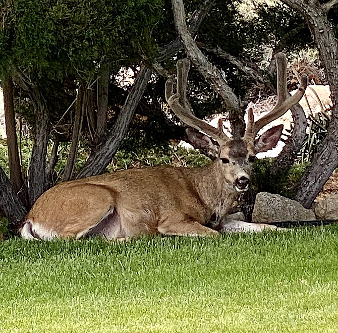 A buck with velvet still on his antlers relaxes in the shade. Katherine Replogle photo