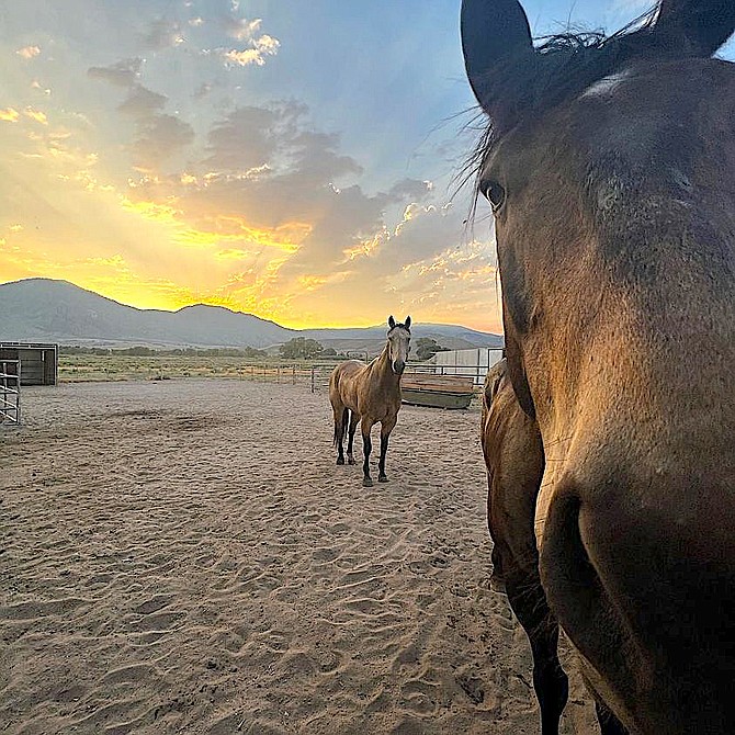 'Hay there,' say a couple of curious horses as dawn breaks over the Pine Nut Mountains in this photo taken by Jeff Garvin.