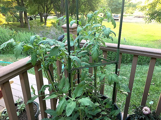 These three tomato plants were 2 inches tall when I bought them on a whim on June 18. While we might be suffering in the heat, these guys love it.