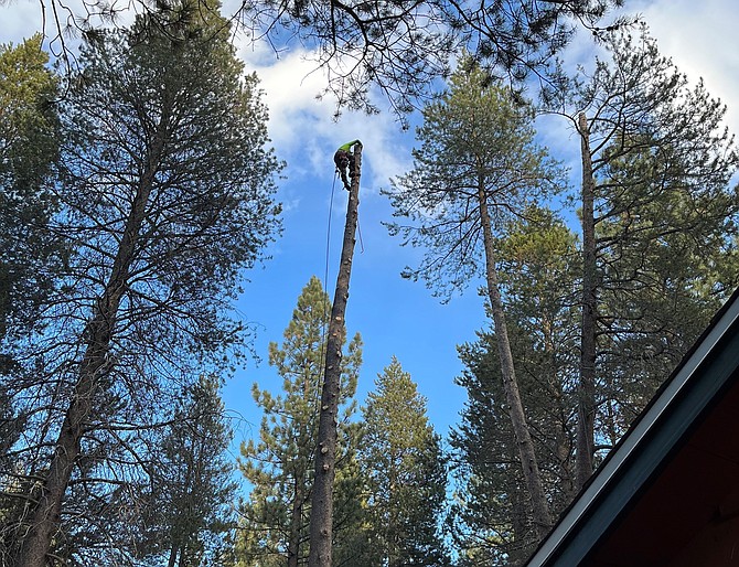 A professional tree company carefully removes a tree between homes and near power lines. Creating defensible space sometimes requires large tree removal and specialized equipment or experience.
Credit: Cody’s Tree Service