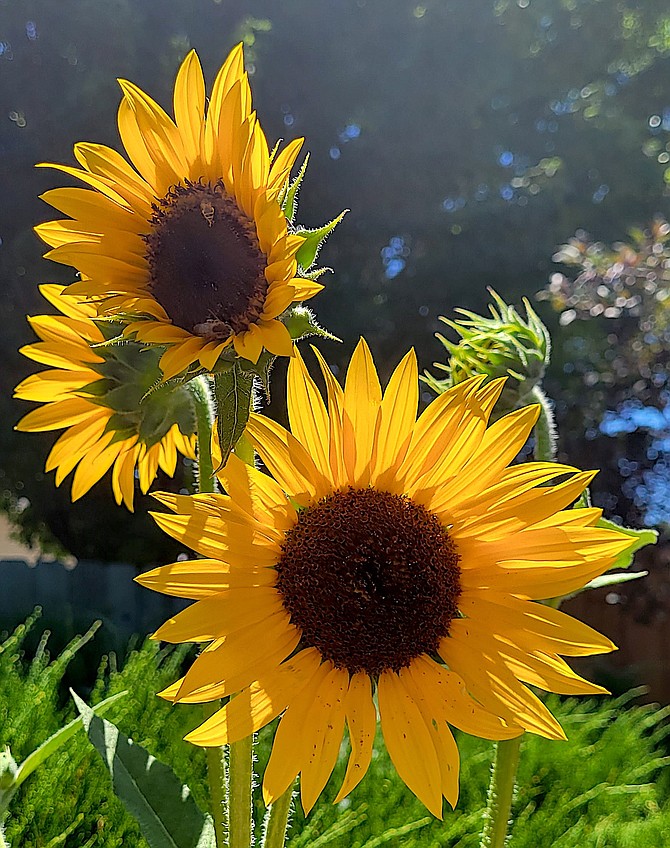 Since there's precious little sunshine out this morning here's a sunflower to brighten the mood taken by Deborah Blackman in Gardnerville.