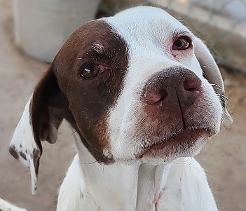 Dixie is a grand dame 10-year-old English Pointer. Dixie loves walking and is very agile for her age. She gets along well with dogs in a public environment but is territorial at home and needs to be the only pet.