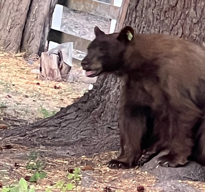 A bear pants in the heat in Genoa on Tuesday afternoon in this photo submitted by Heather Hollister.