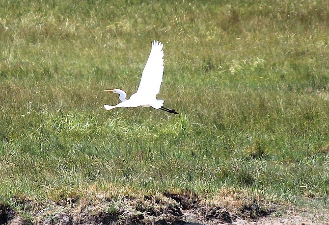 An egret takes flight from a mud puddle just off Mottsville Lane on Saturday.