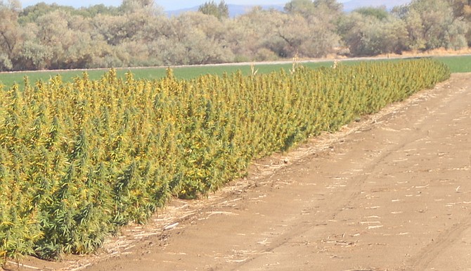 Two field tours in Churchill County will be conducted Friday and Aug. 9. One of the tours will visit Western States Hemp.
