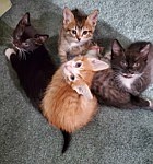 Fifteen adorable kittens ages 15 to 20 weeks. There are 10 boys and five girls in a rainbow of colors. All our babies need foster homes. Call 775-7500 for details.