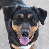 Brenda is an adorable two-year-old Rottweiler mix. She came to CAPS when her person could no longer take care of her. Brenda is full of energy and loves running and walking. She is a fun girl who enjoys people once she has met them. Come out and take her for a walk; she will charm you!
