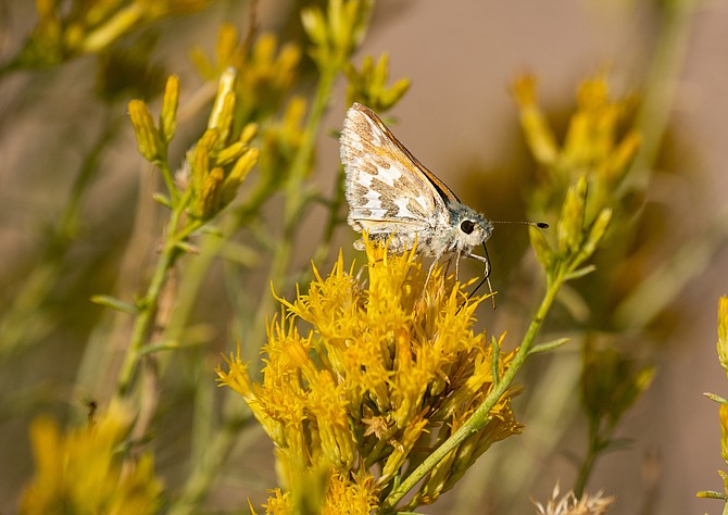 Bleached sandhill skipper in the meadows at Baltazor Hot Spring in Humboldt County on Sept 13, 2021.