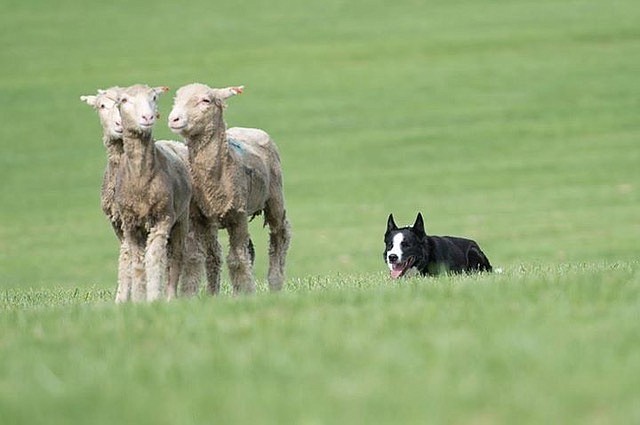 The National Sheepdog Finals.are Sept. 20-25 in Carson Valley. Photo special to The R-C
