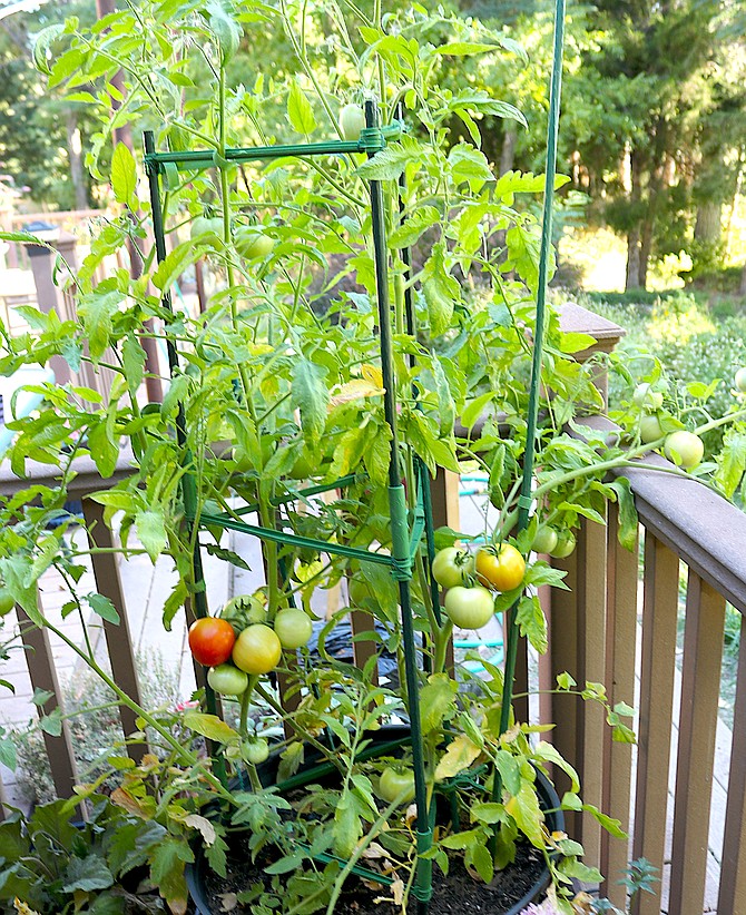 No flies on these guys. Warm temperatures have helped these Genoa tomato plants put on the fruit.