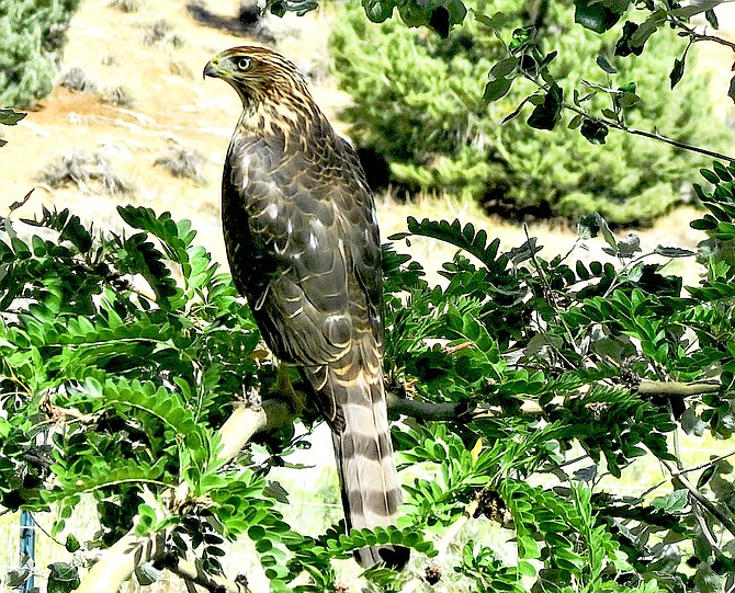 A hawk perches in a tree down in Topaz Ranch Estates thinking hawk thoughts. Photo special to The R-C by John Flaherty