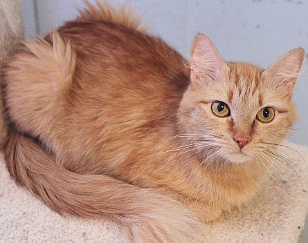 Nadia is beautiful two-year-old long hair Ginger. She came to CAPS pregnant and gave birth to eight lovely kittens. She is a bit shy at first, but warms up quickly and enjoys getting pet. Can you find room for this purrfect girl? She would love to meet you.