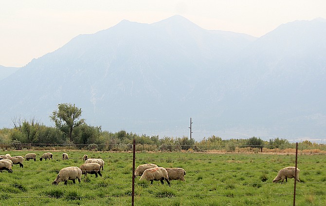 Sheep graze as haze converts Jobs Peak into a faint outline on Saturday afternoon before another wave of smoke arrived in the Valley. Forecasters say more smoke is forecast to arrive Sunday evening.