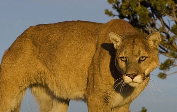 The Nevada Department of Wildlife has confirmed multiple mountain lion sightings in the Carson City area.