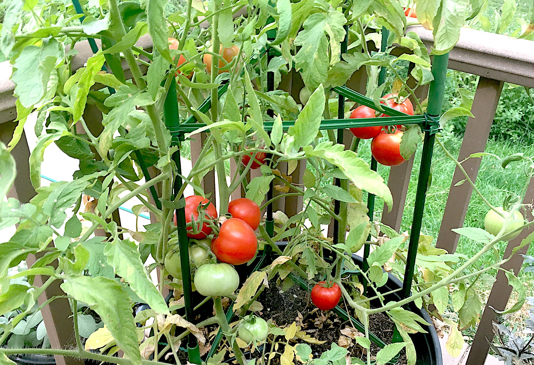 joanne-skelly-tomato-questions-serving-carson-city-for-over-150-years