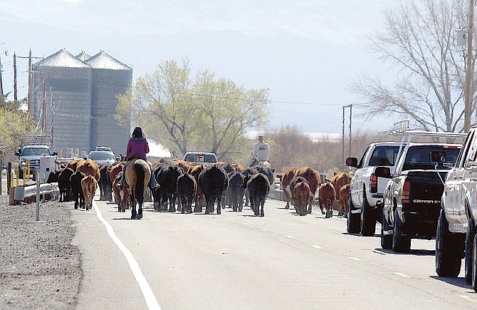 This April 16, 2021, photo of a cattle drive down Genoa Lane won for best feature photo at the Nevada Press Foundation's annual awards dinner in Las Vegas on Saturday.