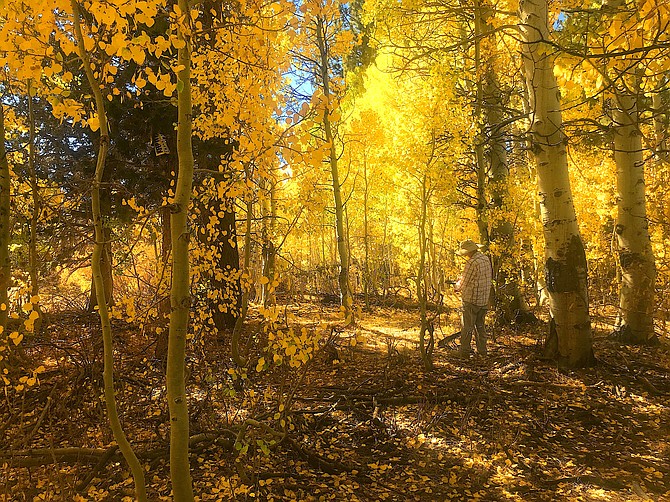 Exploring Alpine County's aspen groves, including this one in Hope Valley will be on the menu at the Aspen Festival Oct. 8-9. Photo by Darrell Brown
