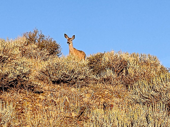 A deer blends in with the background above Topaz Ranch Estates on Friday morning.