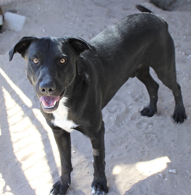 Courtesy
Ace is a two-year-old male Lab mix. He is a high-energy, friendly dog. Ace does well with children and other dogs, but he is afraid of cats. He is house trained, loves to play with his toys, and knows some basic commands. Come out and meet this happy fellow, he is waiting to go home.