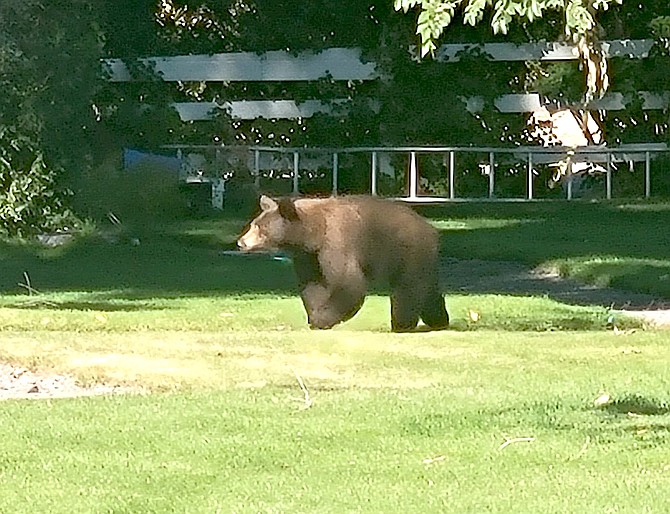Gardnerville Ranchos resident Terry Thomas said this bear walked within 20 feet of him while he was golfing at Carson Valley Golf Course in Gardnerville last week.