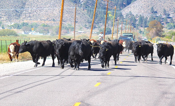 A cattle drive up Muller Lane gave motorists a show on Wednesday morning smack dab in the middle of the big power outage.