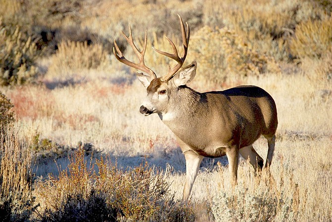 Mule deer are one of the big game animals that attract hunters to Nevada’s rural communities, generating millions of dollars in economic impact, according to a report by researchers at the University of Nevada, Reno. Photo by Nevada Department of Wildlife.