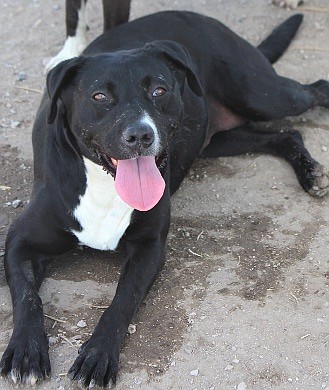 Sadie (laying) and Diesel are seven-year-old Lab mix siblings. Sadie is a sweet, friendly dog who loves people and belly rubs. She enjoys playing in the pool. Diesel is a bit shy but when he is comfortable, he gives hugs. Sadie and Diesel like cats. They are looking for a home together.