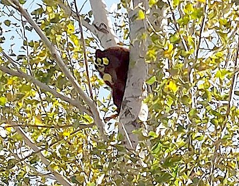 A bear took refuge in a tree in front of Minden Elementary School on Wednesday morning in this photo from the Douglas County School District's Facebook Page.