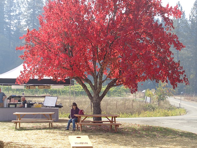 Renee Heinichen Busey sits under a tree at one of the farms in Apple Hill. Doug Busey photo