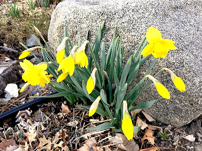 Daffodils bloom in Genoa on St. Patrick's Day bringing the first color of spring, and the squirrels won't touch them.