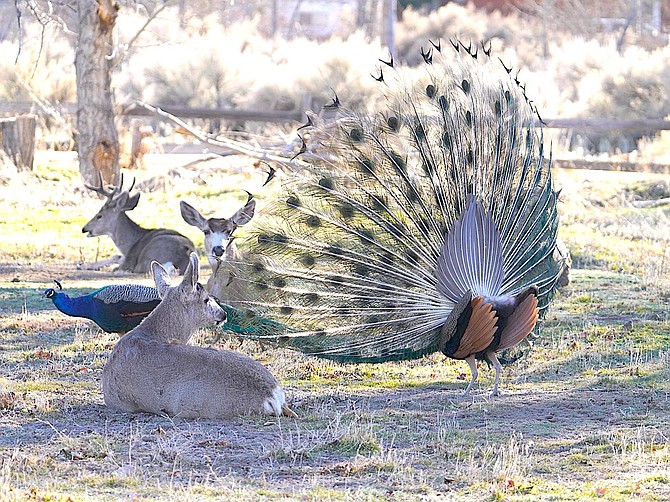 Deer and peacock hang out on a fall day in the Gardnerville Ranchos in this photo by Lori Johnson.