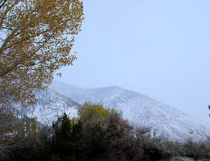 The Carson Range picks up some snow as cottonwoods in Genoa are just turning for the season.