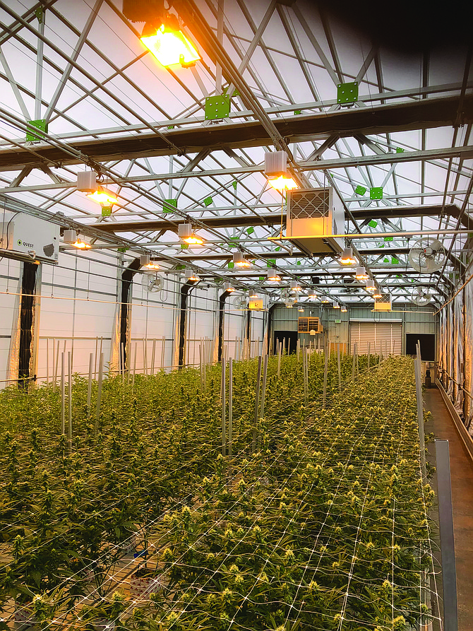 A greenhouse at Cannavative Group