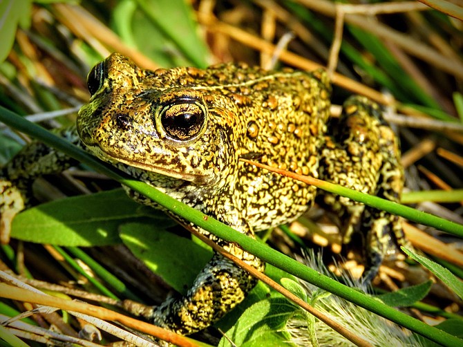 Dixie Valley toad.