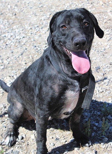 Gaz is a 4-year-old Lab mix. She is a very sweet girl who loves attention and cuddling. Gaz is housetrained and does well with kids, dogs, and cats.