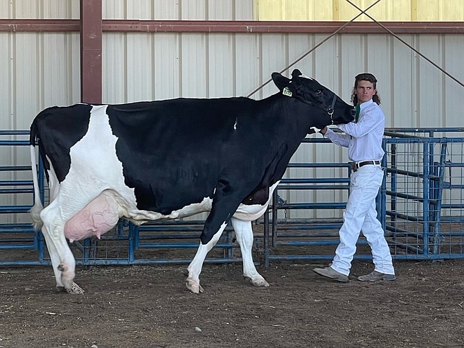CHS senior Parker Story walks a dairy cow at the FFA National Competition Oct. 27.